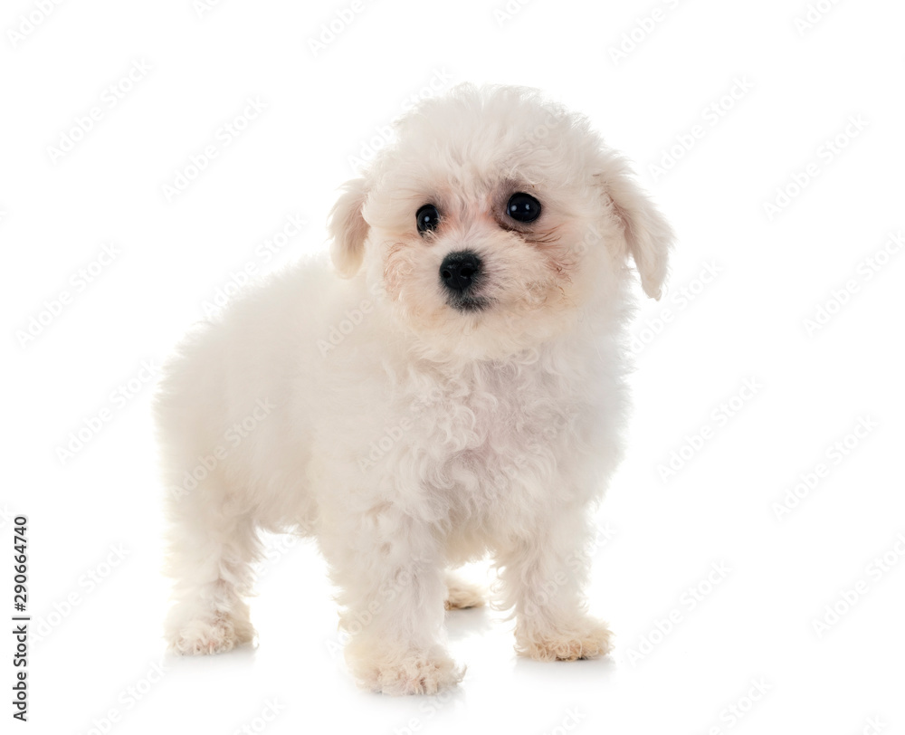 Bichon Frise in studio Bichon Frise in studio
