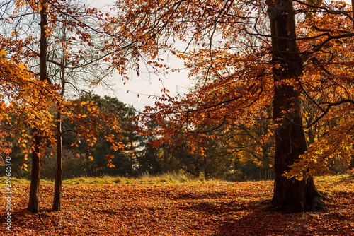 The ground and trees are covered in beautiful Autumn leaves on a sunny day in England  UK.