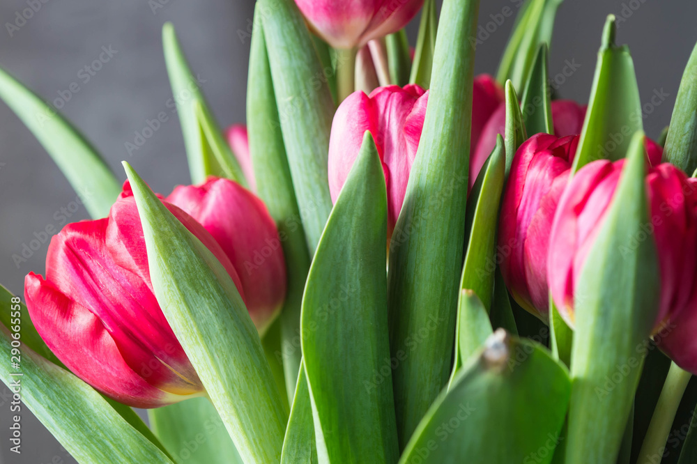 Obraz premium Bouquet of bright pink tulips on a sunny day closeup