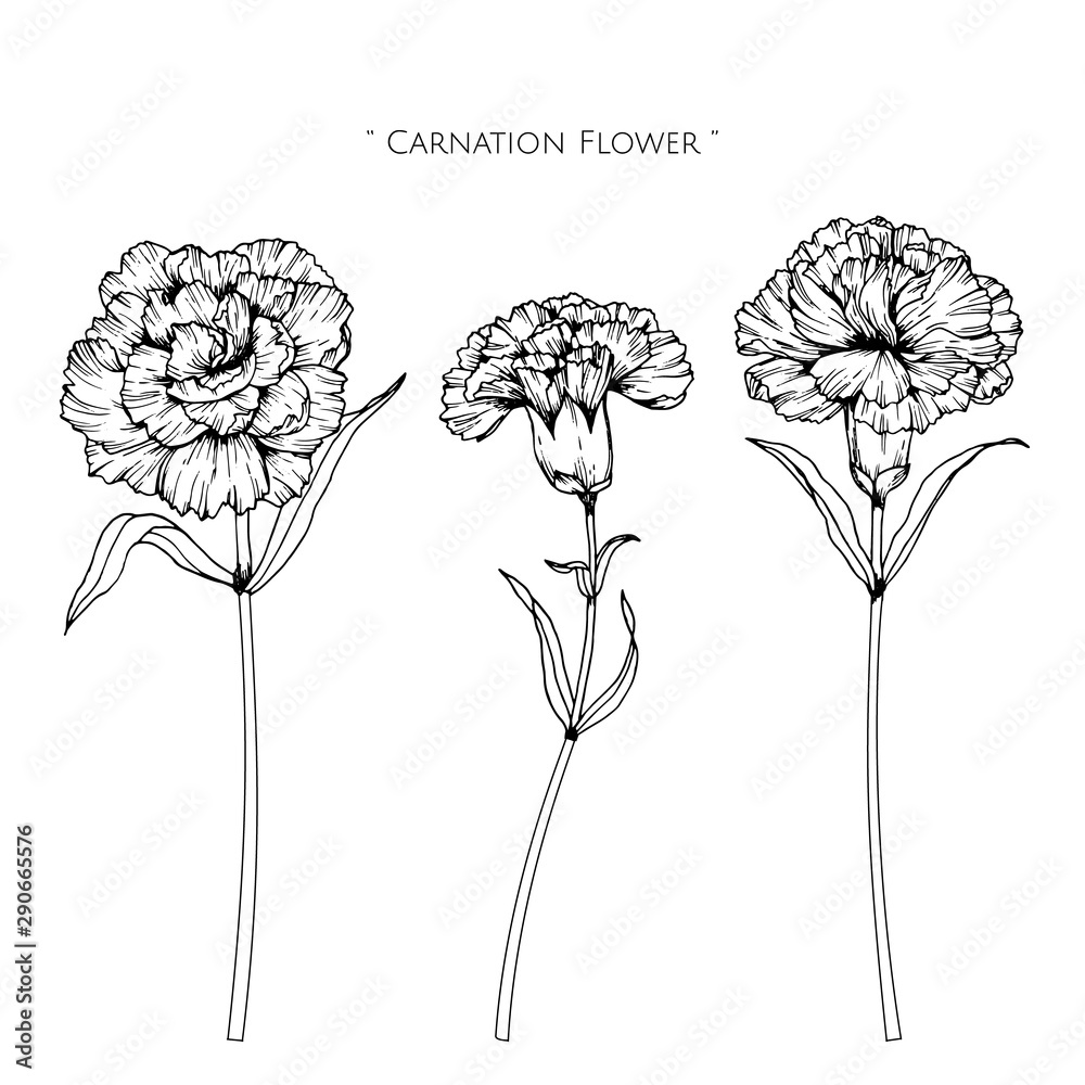 Canation flower and leaf drawing illustration with line art on white ...