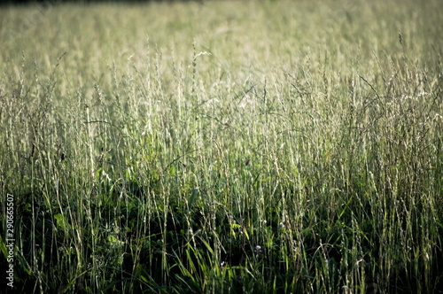 A tall grass meadow in Cantabria, Spain