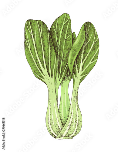 Hand drawn bok choy isolated on white background