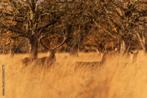 Male deer with long horns and two females deers are all looking into the distance as they stand in long yellow grass.