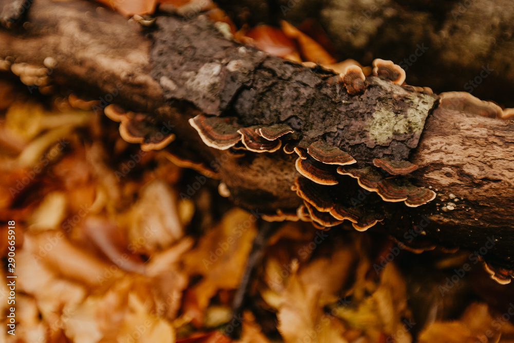 mushrooms or fungus on a tree