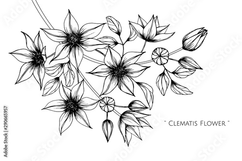 Clematis flower and leaf drawing illustration with line art on white backgrounds. © suwi19