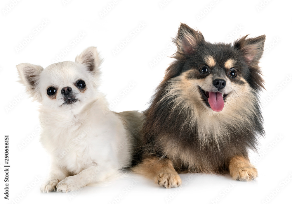 young pomeranian and chihuahua