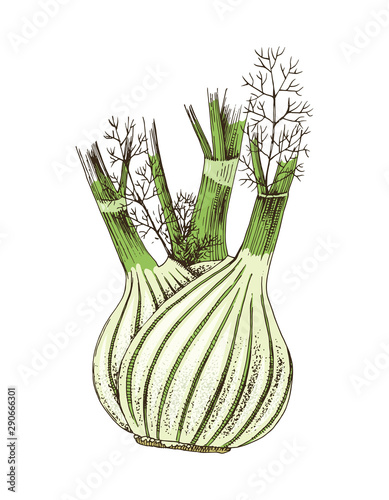 Hand drawn fennel isolated on white background.