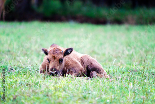 Wild european bisons or wisent (Bison bonasus) in the forest reserve, Pszczyna Jankowice, Poland photo