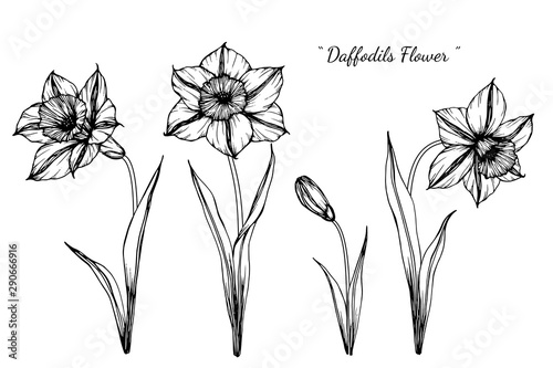Daffodils flower and leaf drawing illustration with line art on white backgrounds.
