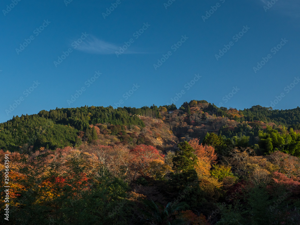 Maple leaf view at Yoshino Mountain