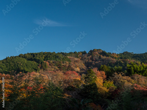 Maple leaf view at Yoshino Mountain