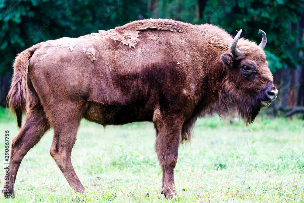 Wild european bisons or wisent (Bison bonasus) in the forest reserve,  Pszczyna Jankowice, Poland Photos | Adobe Stock