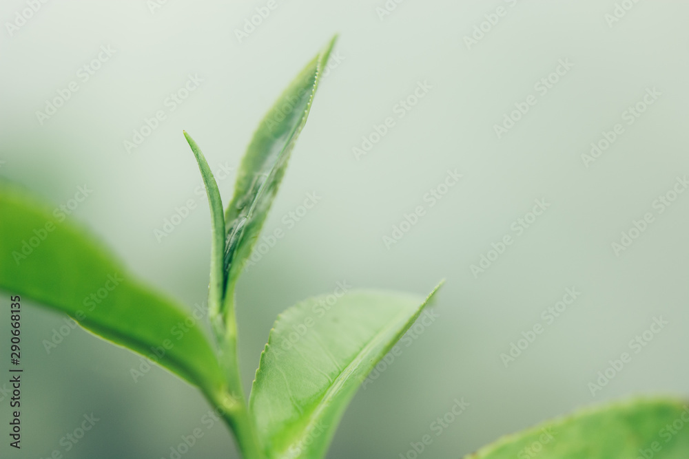 Fototapeta premium Green tea leaves in a tea plantation in morning. Macro photography.