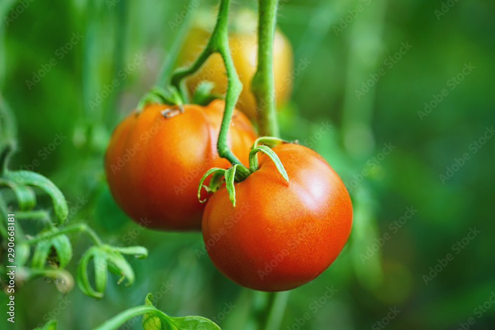 two ripe red tomatoes on a branch on a blurred natural background