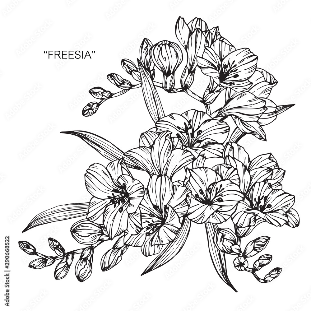 Freesia flower and leaf drawing illustration with line art on white backgrounds.