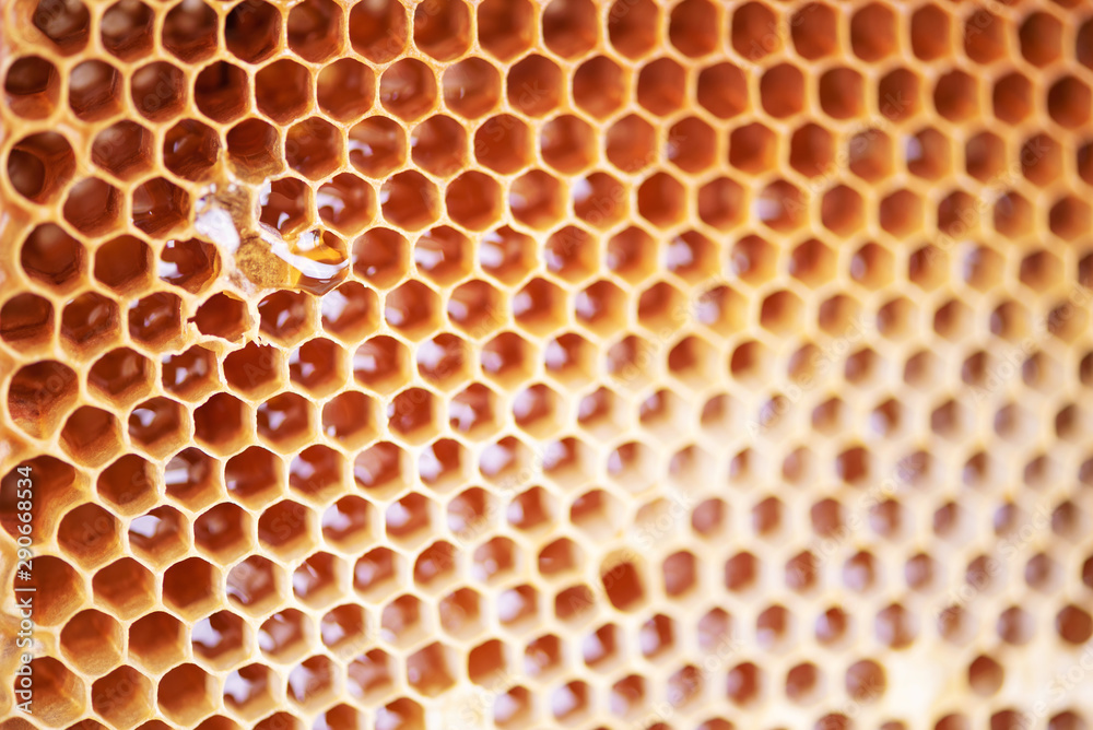 Wooden frame with honeycomb full of honey. Close up background for design. Macro. Honey beehive Wooden frame with honeycomb full of honey. Close up background for design. Macro. Honey beehive