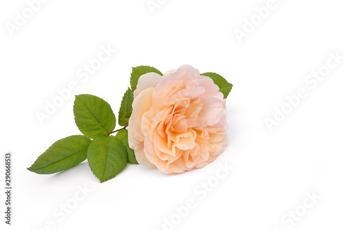 Rosenblüte liegt auf weißem Hintergrund © Marty Kropp