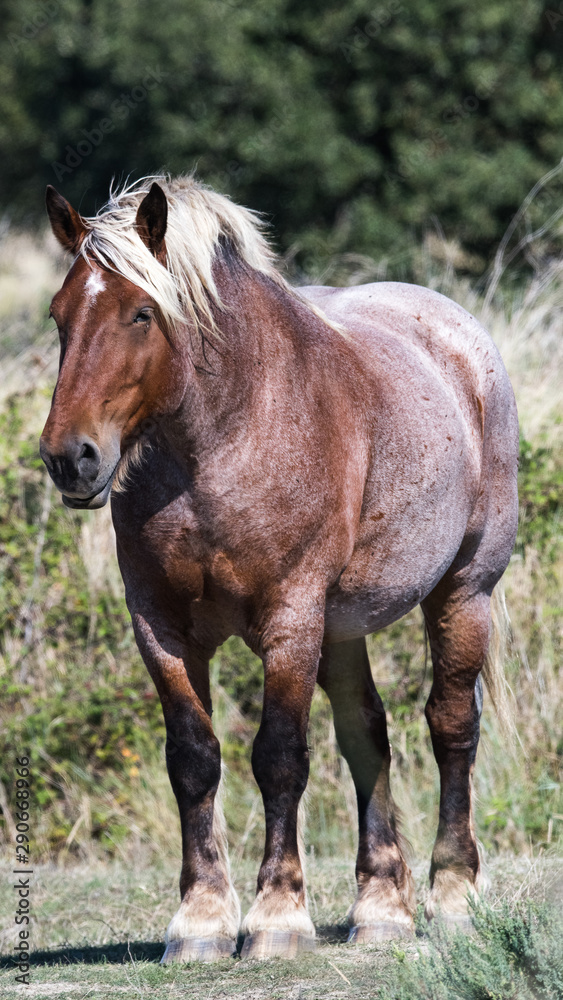 solitude du cheval de trait