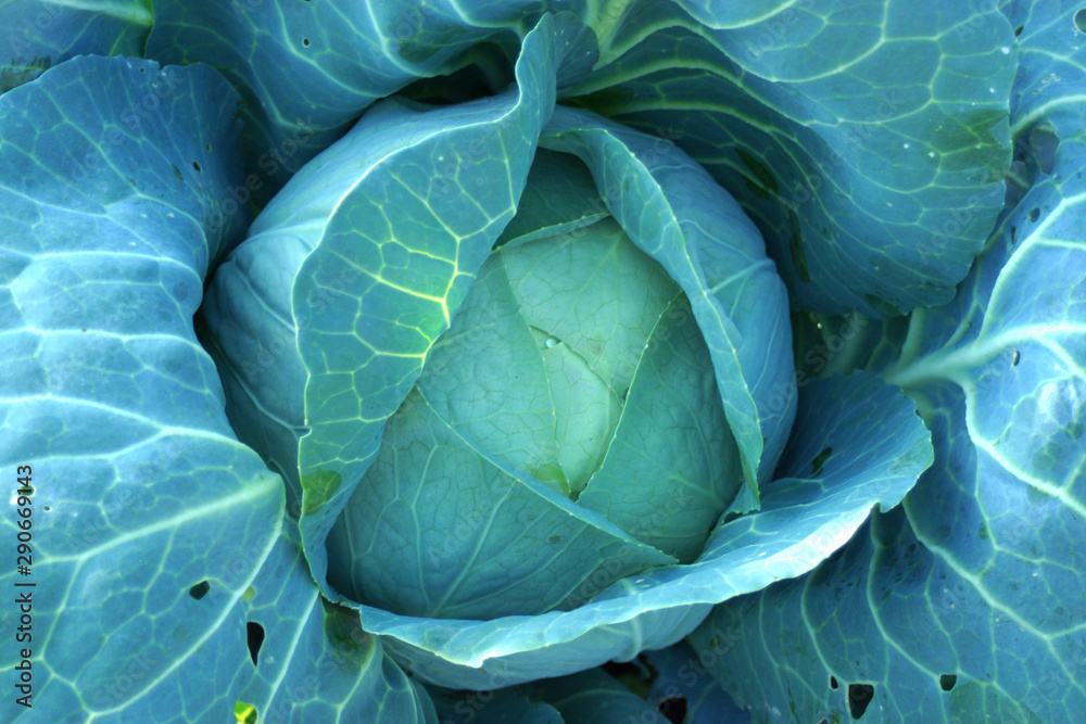 Obraz premium bright juicy cabbage