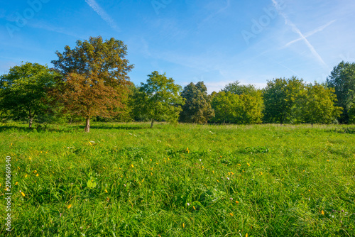 Trees in a grassy green field below a blue sky in sunlight at fall 