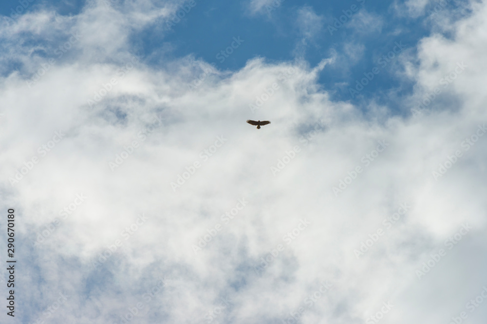 Bird of prey flying and gliding in a blue cloudy sky in sunlight at fall