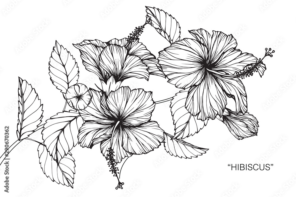 Hibiscus flower and leaf drawing illustration with line art on white backgrounds.