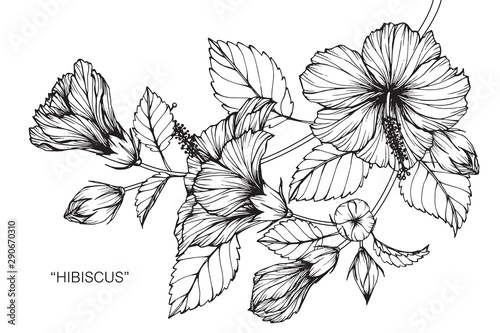 Hibiscus flower and leaf drawing illustration with line art on white backgrounds.