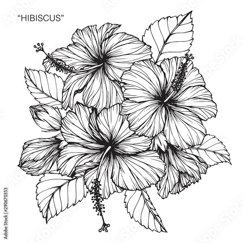Hibiscus flower and leaf drawing illustration with line art on white backgrounds.
