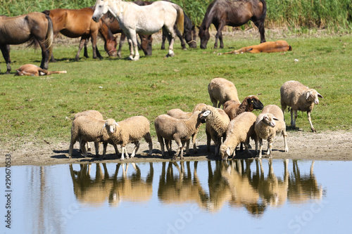 Livestock on the watering place