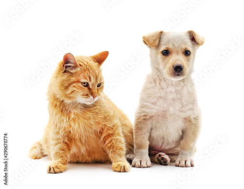 Kitten and puppy. © voren1