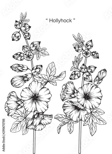 Hollyhock flower and leaf drawing illustration with line art on white backgrounds.