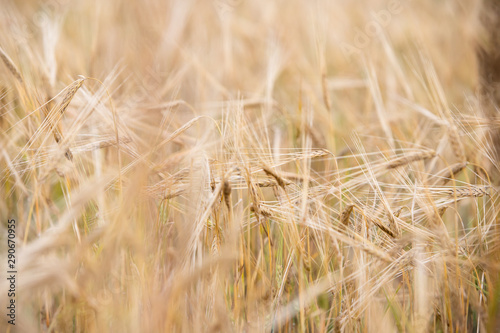 Young wheat grows on the field.