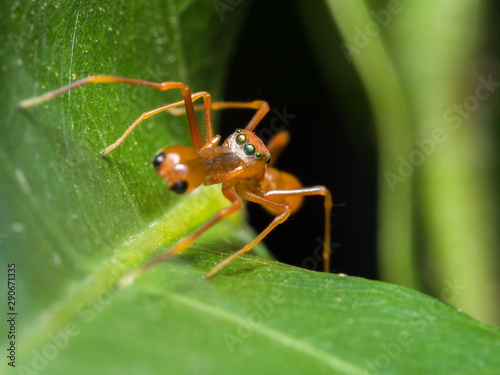 The spider look like a ant named Myrmarachne plataleoides © Wittawat