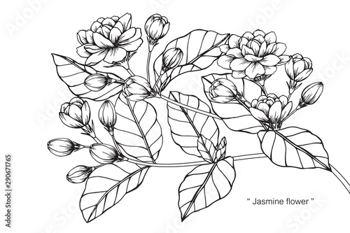 Jasmine flower and leaf drawing illustration with line art on white backgrounds.