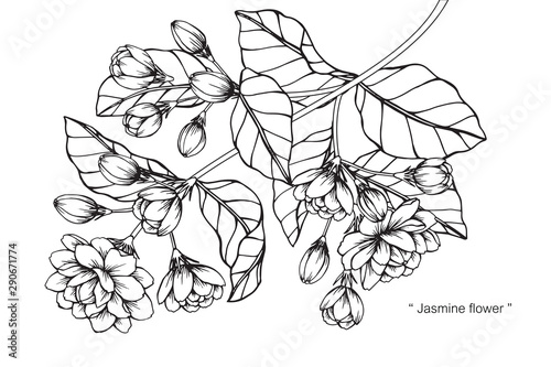 Jasmine flower and leaf drawing illustration with line art on white backgrounds.