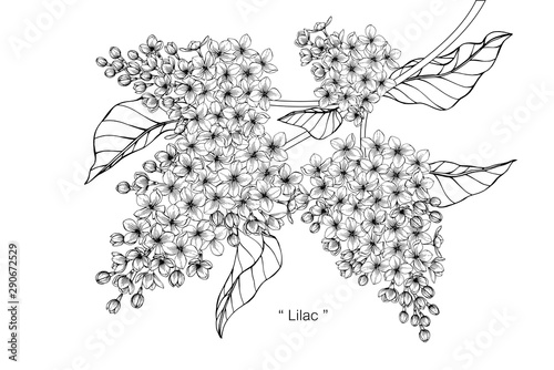 lilac flower and leaf drawing illustration with line art on white backgrounds.