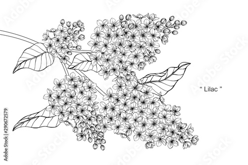 lilac flower and leaf drawing illustration with line art on white backgrounds.