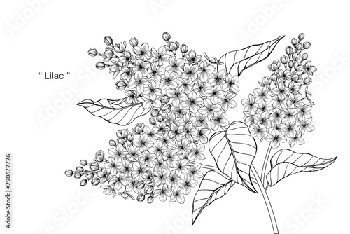 lilac flower and leaf drawing illustration with line art on white backgrounds.