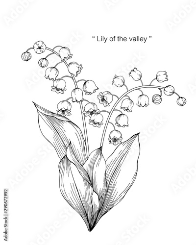 lily of the valley flower and leaf drawing illustration with line art on white backgrounds.