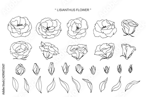 lisianthus flower and leaf drawing illustration with line art on white backgrounds. photo
