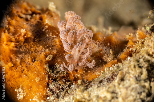 Jakobsen s Phyllodesmium  Phyllodesmium jakobsenae is a species of sea slug  an aolid nudibranch  a marine gastropod mollusk in the family Facelinidae