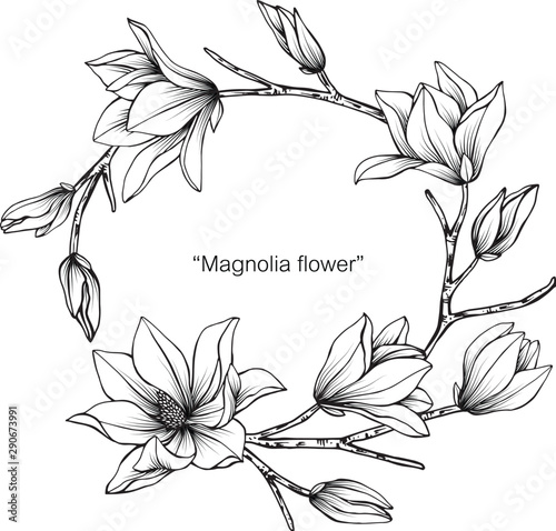 Magnolia flower and leaf drawing illustration with line art on white backgrounds.