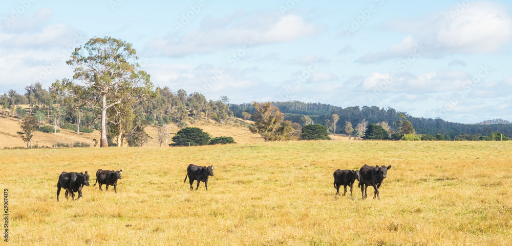 Cattle in Tasmania