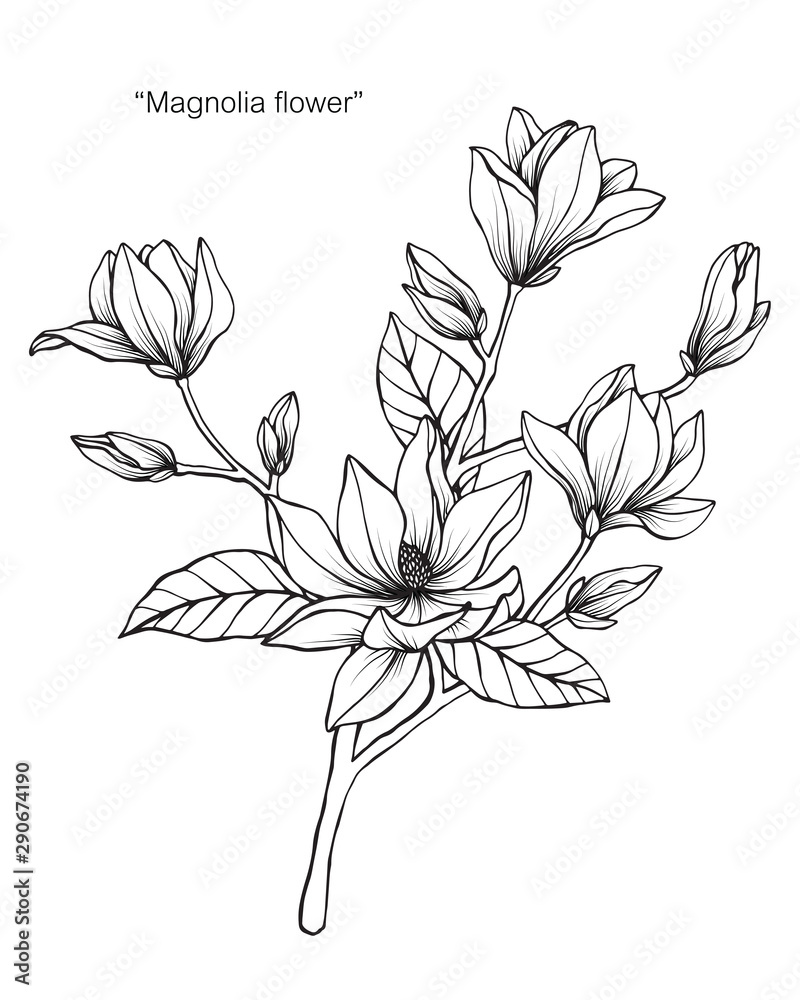 Fototapeta Magnolia flower and leaf drawing illustration with line art on white backgrounds.