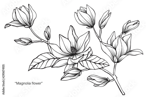 Magnolia flower and leaf drawing illustration with line art on white backgrounds.