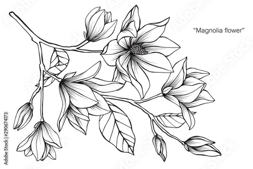 Magnolia flower and leaf drawing illustration with line art on white backgrounds.