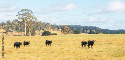Cattle in Tasmania © David_Steele
