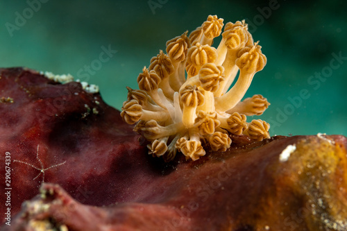 Rudman's Phyllodesmium, Phyllodesmium rudmani is a species of sea slug, an aeolid nudibranch, a marine gastropod mollusc in the family Facelinidae photo