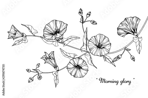 Morning glory, flower and leaf drawing illustration with line art on white backgrounds.
