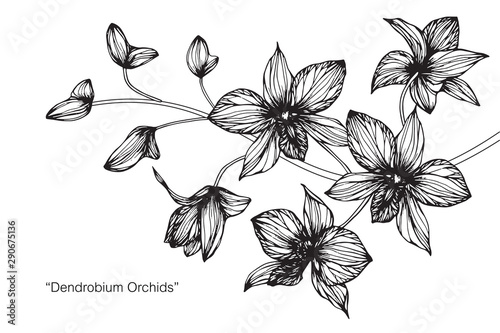 Orchid flower and leaf drawing illustration with line art on white backgrounds.